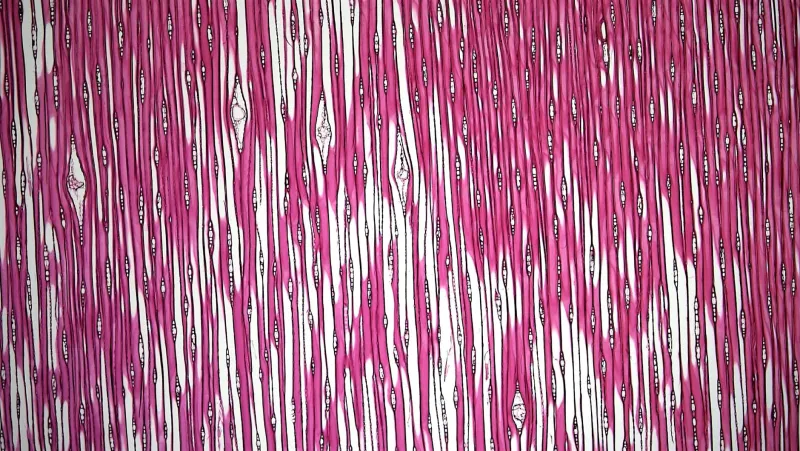 The Troublemaker Who Drew the Mind: How a Spanish Rebel Sketched the Blueprint of Human Thought