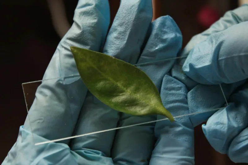 When Touch Became Science: The Plant Detective Who Couldn't See But Could Feel Everything